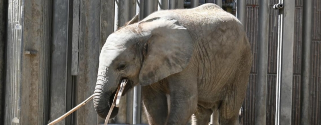 Tiergarten Schönbrunn & die ausgerotteten Tiere