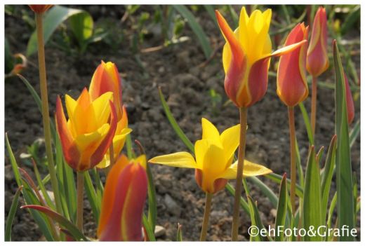 Samen-Fetzer Tulpenfeld