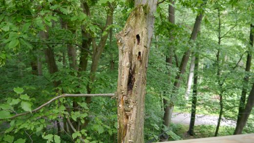 Natürlicher Einblick in die Natur