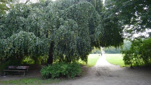 Ein alter Weidenbaum